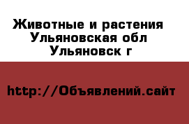  Животные и растения. Ульяновская обл.,Ульяновск г.